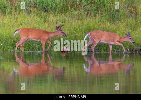 Weißschwanzböcke und -Hirsche wandern entlang der Küste eines Feuchtgebiets im Norden von Wisconsin. Stockfoto