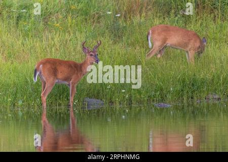 Weißschwanzbock und -Hirsch entlang der Küste eines Feuchtgebiets im Norden von Wisconsin. Stockfoto