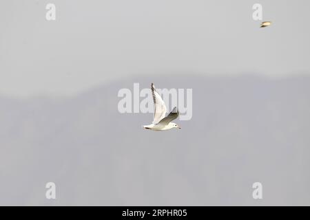 191116 -- HOHHOT, 16. November 2019 -- Ein Vogel fliegt über den Hailiu-Stausee in Tumd Left Banner in der Autonomen Region Innere Mongolei in Nordchina, 16. November 2019. Eine große Anzahl von Wandervögeln hat kürzlich am Stausee für eine Pause angehalten, bevor sie in den Süden fliegen. CHINA-INNERE MONGOLEI-MIGRANTENVÖGEL CN LIUXLEI PUBLICATIONXNOTXINXCHN Stockfoto