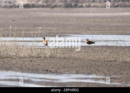 191116 -- HOHHOT, 16. November 2019 -- Foto aufgenommen am 16. November 2019 zeigt Wandervögel am Hailiu-Stausee in Tumd Left Banner in der Autonomen Region Innere Mongolei in Nordchina. Eine große Anzahl von Wandervögeln hat kürzlich am Stausee für eine Pause angehalten, bevor sie in den Süden fliegen. CHINA-INNERE MONGOLEI-MIGRANTENVÖGEL CN LIUXLEI PUBLICATIONXNOTXINXCHN Stockfoto