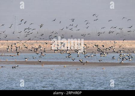 191116 -- HOHHOT, 16. November 2019 -- Foto aufgenommen am 16. November 2019 zeigt Wandervögel am Hailiu-Stausee in Tumd Left Banner in der Autonomen Region Innere Mongolei in Nordchina. Eine große Anzahl von Wandervögeln hat kürzlich am Stausee für eine Pause angehalten, bevor sie in den Süden fliegen. CHINA-INNERE MONGOLEI-MIGRANTENVÖGEL CN LIUXLEI PUBLICATIONXNOTXINXCHN Stockfoto