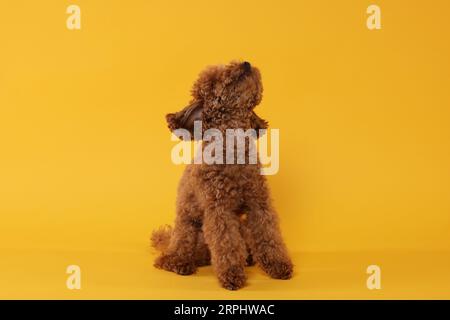 Süßer Maltipoo-Hund auf orangefarbenem Hintergrund. Hübsches Haustier Stockfoto