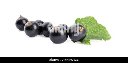 Reife schwarze Johannisbeeren und auf weiß isolierte Blätter Stockfoto