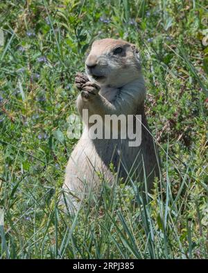 Prarie Dog Cynomys ludovicianus - Präriegas essen Rocky Mountain Arsenal National Wildlife Refuge Blacktail Prairie Dog Colorado USA USA Stockfoto