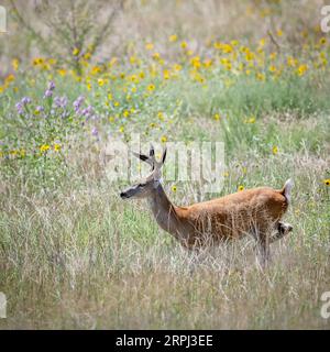 Odocoileus hemionus Weiden / Blick Colorado Rocky Mountain Arsenal National Wildlife Refuge Reserve Amerika USA Vereinigte Staaten Stockfoto