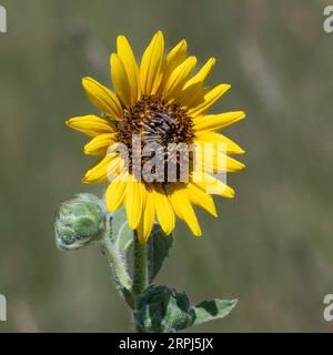 Sonnenblumenblüte - gelbe Helianthus annuus Blume mit blauem Himmel in Colorado im Rocky Mountain Arsenal National Wildlife Refuge Stockfoto