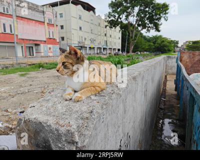 Streunende Katze, die auf der Betonplatte ruht. Stockfoto