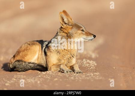 Ein Schwarzer Rückenschakal durchstreift ein Sandgebiet in Namibia. Stockfoto