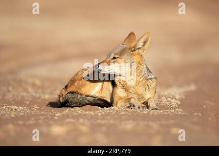 Ein Schwarzer Rückenschakal durchstreift ein Sandgebiet in Namibia. Stockfoto