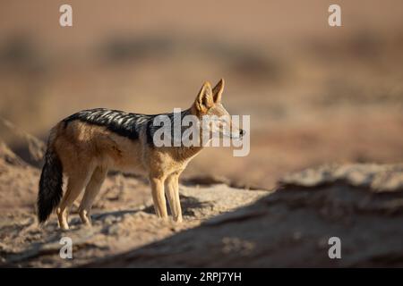 Ein Schwarzer Rückenschakal durchstreift ein Sandgebiet in Namibia. Stockfoto