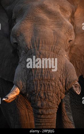 Eine Nahaufnahme eines großen afrikanischen Elefantenbullen bei schönem Nachmittagslicht. Das Nachmittagslicht erzeugt einen Kontrast auf der rauen und harten Haut der Elefanten Stockfoto