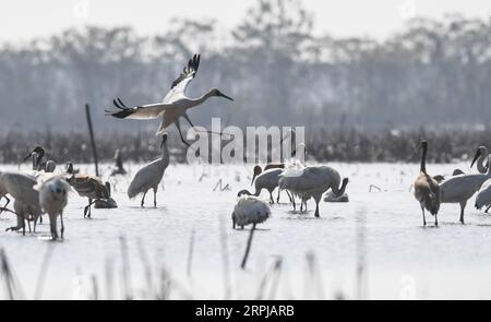 191203 -- NANCHANG, 3. Dezember 2019 -- Ein weißer Kran fliegt in einem Feuchtgebiet der Wuxing Farm in Nanchang, ostchinesische Provinz Jiangxi, 3. Dezember 2019. CHINA-JIANGXI-NANCHANG-WHITE CRANE CN ZHOUXMI PUBLICATIONXNOTXINXCHN Stockfoto