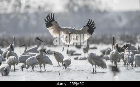 191203 -- NANCHANG, 3. Dezember 2019 -- Ein weißer Kran fliegt in einem Feuchtgebiet der Wuxing Farm in Nanchang, ostchinesische Provinz Jiangxi, 3. Dezember 2019. CHINA-JIANGXI-NANCHANG-WHITE CRANE CN ZHOUXMI PUBLICATIONXNOTXINXCHN Stockfoto