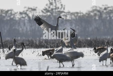 191203 -- NANCHANG, 3. Dezember 2019 -- Weiße Kraniche ruhen in einem Feuchtgebiet der Wuxing Farm in Nanchang, ostchinesische Provinz Jiangxi, 3. Dezember 2019. CHINA-JIANGXI-NANCHANG-WHITE CRANE CN ZHOUXMI PUBLICATIONXNOTXINXCHN Stockfoto