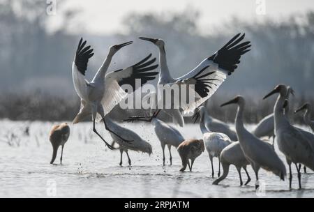 191203 -- NANCHANG, 3. Dezember 2019 -- Weiße Kraniche ruhen in einem Feuchtgebiet der Wuxing Farm in Nanchang, ostchinesische Provinz Jiangxi, 3. Dezember 2019. CHINA-JIANGXI-NANCHANG-WHITE CRANE CN ZHOUXMI PUBLICATIONXNOTXINXCHN Stockfoto