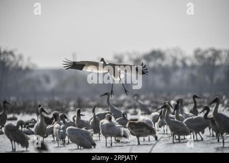 191203 -- NANCHANG, 3. Dezember 2019 -- Ein weißer Kran fliegt in einem Feuchtgebiet der Wuxing Farm in Nanchang, ostchinesische Provinz Jiangxi, 3. Dezember 2019. CHINA-JIANGXI-NANCHANG-WHITE CRANE CN ZHOUXMI PUBLICATIONXNOTXINXCHN Stockfoto