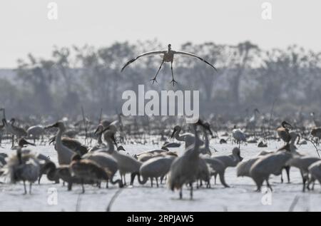 191203 -- NANCHANG, 3. Dezember 2019 -- Ein weißer Kran fliegt in einem Feuchtgebiet der Wuxing Farm in Nanchang, ostchinesische Provinz Jiangxi, 3. Dezember 2019. CHINA-JIANGXI-NANCHANG-WHITE CRANE CN ZHOUXMI PUBLICATIONXNOTXINXCHN Stockfoto