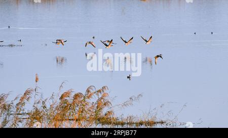 191204 -- XIANGYINHUNAN, 4. Dezember 2019 Xinhua -- Foto aufgenommen am 2. Dezember 2019 zeigt Wandervögel, die im Hengling Lake Provincial Nature Reserve, einem Teil des Dongting Lake Feuchtgebiets, im Xiangyin County, der zentralchinesischen Provinz Hunan fliegen. Mehr als 50.000 Zugvögel sind nach Überwachungsdaten kürzlich für den Winter im Gebiet des Hengling Lake angekommen. Foto von Guo Yudi/Xinhua CHINA-HUNAN-DONGTING LAKE-MIGRANT BIRDSCN PUBLICATIONxNOTxINxCHN Stockfoto