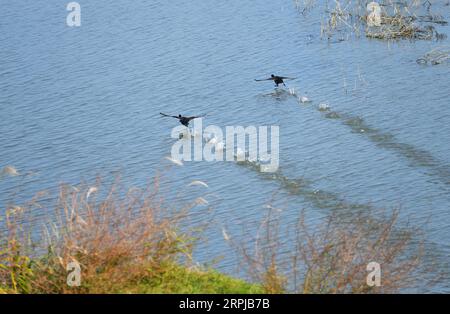 191204 -- XIANGYINHUNAN, 4. Dezember 2019 Xinhua -- Foto aufgenommen am 2. Dezember 2019 zeigt zwei Zugvögel im Hengling Lake Provincial Nature Reserve, einem Teil des Dongting Lake Feuchtgebiets, im Xiangyin County, der zentralchinesischen Provinz Hunan. Mehr als 50.000 Zugvögel sind nach Überwachungsdaten kürzlich für den Winter im Gebiet des Hengling Lake angekommen. Foto von Guo Yudi/Xinhua CHINA-HUNAN-DONGTING LAKE-MIGRANT BIRDSCN PUBLICATIONxNOTxINxCHN Stockfoto