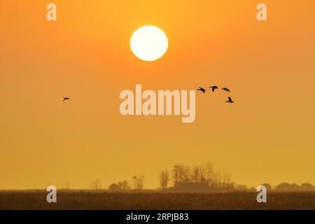 191204 -- XIANGYINHUNAN, 4. Dezember 2019 Xinhua -- Foto aufgenommen am 2. Dezember 2019 zeigt Wandervögel, die über dem Naturschutzgebiet Hengling Lake, einem Teil des Feuchtgebiets Dongting Lake, im Xiangyin County, der zentralchinesischen Provinz Hunan, fliegen. Mehr als 50.000 Zugvögel sind nach Überwachungsdaten kürzlich für den Winter im Gebiet des Hengling Lake angekommen. Foto von Guo Yudi/Xinhua CHINA-HUNAN-DONGTING LAKE-MIGRANT BIRDSCN PUBLICATIONxNOTxINxCHN Stockfoto