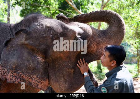 191205 -- XISHUANGBANNA, 5. Dezember 2019 -- Betreuer Luo Shuncai spricht mit einem asiatischen Elefanten in einem Dschungel in der Nähe des Asian Elephant Breeding and Rescue Center im Xishuangbanna National Nature Reserve, Südwestchinesische Provinz Yunnan, 13. November 2019. Das Xishuangbanna National Nature Reserve im Südwesten Chinas ist bekannt für die lebendige Biodiversität in seinen 240.000 Hektar tropischen Dschungeln. Während die Dschungel reiche Nahrungs- und Wasserquellen bieten, stellen sie auch Lebensbedrohungen für ihre Bewohner dar. Die einheimischen asiatischen Elefanten zum Beispiel könnten in der Wildnis im Falle von Seve nicht überleben Stockfoto