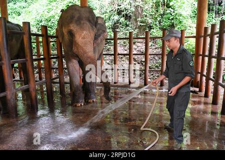 191205 -- XISHUANGBANNA, 5. Dezember 2019 -- Eine Pflegekraft reinigt einen Elefantenschuppen im Asian Elephant Breeding and Rescue Center im Xishuangbanna National Nature Reserve, südwestchinesische Provinz Yunnan, 15. August 2019. Das Xishuangbanna National Nature Reserve im Südwesten Chinas ist bekannt für die lebendige Biodiversität in seinen 240.000 Hektar tropischen Dschungeln. Während die Dschungel reiche Nahrungs- und Wasserquellen bieten, stellen sie auch Lebensbedrohungen für ihre Bewohner dar. Die einheimischen asiatischen Elefanten zum Beispiel könnten in der Wildnis bei schweren Verletzungen oder Krankheiten nicht überleben, wenn nicht Stockfoto