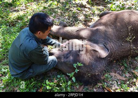 191205 -- XISHUANGBANNA, 5. Dezember 2019 -- der Betreuer Luo Zhongping und ein asiatisches Elefantenkalb verbringen Zeit zusammen in einem Dschungel in der Nähe des Asian Elephant Breeding and Rescue Center im Xishuangbanna National Nature Reserve, südwestchinesische Provinz Yunnan, 13. November 2019. Das Xishuangbanna National Nature Reserve im Südwesten Chinas ist bekannt für die lebendige Biodiversität in seinen 240.000 Hektar tropischen Dschungeln. Während die Dschungel reiche Nahrungs- und Wasserquellen bieten, stellen sie auch Lebensbedrohungen für ihre Bewohner dar. Die einheimischen asiatischen Elefanten zum Beispiel könnten in der wilde nicht überleben Stockfoto