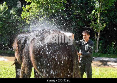 191205 -- XISHUANGBANNA, 5. Dezember 2019 -- Betreuer Luo Zhongping duscht einen asiatischen Elefanten im Asian Elephant Breeding and Rescue Center im Xishuangbanna National Nature Reserve, Provinz Yunnan im Südwesten Chinas, 13. November 2019. Das Xishuangbanna National Nature Reserve im Südwesten Chinas ist bekannt für die lebendige Biodiversität in seinen 240.000 Hektar tropischen Dschungeln. Während die Dschungel reiche Nahrungs- und Wasserquellen bieten, stellen sie auch Lebensbedrohungen für ihre Bewohner dar. Die einheimischen asiatischen Elefanten zum Beispiel könnten in der Wildnis bei schweren Verletzungen oder nicht überleben Stockfoto