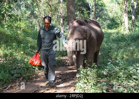 191205 -- XISHUANGBANNA, 5. Dez. 2019 -- zwei asiatische Elefanten und die Pflegekraft Zi Jianmin verbringen Zeit zusammen in einem Dschungel in der Nähe des Asian Elephant Breeding and Rescue Center im Xishuangbanna National Nature Reserve, Südwestchinesische Provinz Yunnan, 13. November 2019. Das Xishuangbanna National Nature Reserve im Südwesten Chinas ist bekannt für die lebendige Biodiversität in seinen 240.000 Hektar tropischen Dschungeln. Während die Dschungel reiche Nahrungs- und Wasserquellen bieten, stellen sie auch Lebensbedrohungen für ihre Bewohner dar. Die einheimischen asiatischen Elefanten zum Beispiel könnten in der Wildnis nicht überleben Stockfoto