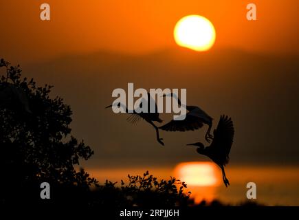 191212 -- PEKING, 12. Dezember 2019 -- Zugvögel fliegen über der Shenzhen Bay in Shenzhen, südchinesische Provinz Guangdong, 11. Dezember 2019. XINHUA-FOTOS DES TAGES MaoxSiqian PUBLICATIONxNOTxINxCHN Stockfoto