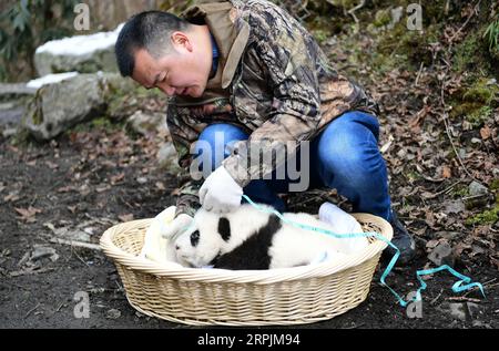 191214 -- PEKING, 14. Dezember 2019 -- Ein Mitarbeiter überprüft den Zustand des riesigen Panda Qiao Qiao Junges im Wolong National Nature Reserve in der südwestlichen chinesischen Provinz Sichuan, 12. Dezember 2019. Eine riesige Pandamutter, die in Gefangenschaft aufgewachsen ist, wurde am Donnerstag nach der Paarung mit einem wilden Pandabären und der Geburt von Zwillingen in Südwestchina in das Naturschutzzentrum zurückgebracht. XINHUA-FOTOS DES TAGES XuexYubin PUBLICATIONxNOTxINxCHN Stockfoto