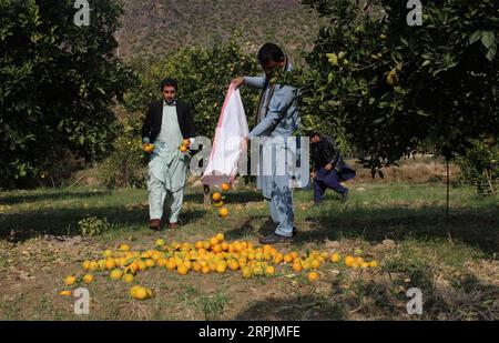 191214 -- KUNAR, 14. Dezember 2019 Xinhua -- afghanische Männer arbeiten in einem orangen Garten im Bezirk Shigal der Provinz Kunar, Ostafghanistan, 14. Dezember 2019. Foto von Emran Waak/Xinhua AFGHANISTAN-KUNAR-ORANGE GARDEN PUBLICATIONxNOTxINxCHN Stockfoto