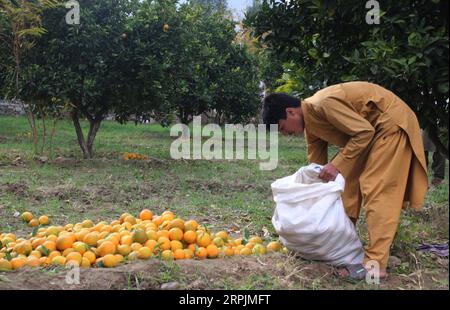 191214 -- KUNAR, 14. Dezember 2019 Xinhua -- ein afghanischer Mann arbeitet in einem orangen Garten im Bezirk Shigal der Provinz Kunar im Osten Afghanistans, 14. Dezember 2019. Foto von Emran Waak/Xinhua AFGHANISTAN-KUNAR-ORANGE GARDEN PUBLICATIONxNOTxINxCHN Stockfoto