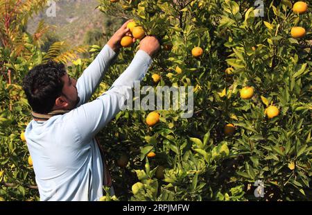 191214 -- KUNAR, 14. Dezember 2019 Xinhua -- ein afghanischer Mann arbeitet in einem orangen Garten im Bezirk Shigal der Provinz Kunar im Osten Afghanistans, 14. Dezember 2019. Foto von Emran Waak/Xinhua AFGHANISTAN-KUNAR-ORANGE GARDEN PUBLICATIONxNOTxINxCHN Stockfoto