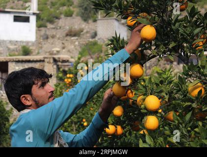 191214 -- KUNAR, 14. Dezember 2019 Xinhua -- ein afghanischer Mann arbeitet in einem orangen Garten im Bezirk Shigal der Provinz Kunar im Osten Afghanistans, 14. Dezember 2019. Foto von Emran Waak/Xinhua AFGHANISTAN-KUNAR-ORANGE GARDEN PUBLICATIONxNOTxINxCHN Stockfoto