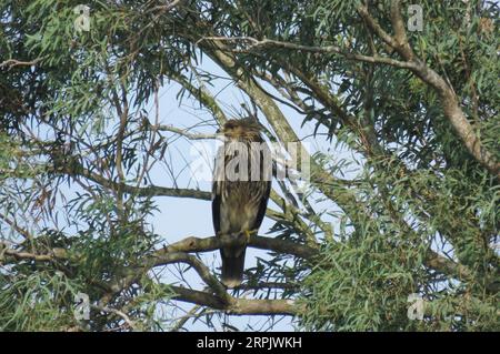 191221 -- HAIKOU, 21. Dezember 2019 -- ein aquila Heliaca liegt auf einem Baum in einem Naturschutzgebiet auf Stadtebene in der Stadt Danzhou, südchinesische Provinz Hainan, 3. Dezember 2019. Hainan, reich an Mangrovenvorkommen, verfügt heute über etwa 5.727 Hektar Mangrovenwälder, von denen die meisten in einer Vielzahl von Schutzgebieten - Naturschutzgebieten und Feuchtgebieten - verteilt sind. Chen Zhengping, Feng Erhui, Luo Lixiang und LYU Shiyang sind Mangroven, die das Personal in verschiedenen Mangrovenreservaten in der Provinz Hainan schützen und managen Stockfoto