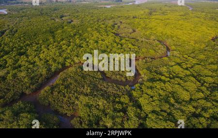 191221 -- HAIKOU, 21. Dezember 2019 -- Luftaufnahme vom 10. Dezember 2019 zeigt einen Blick auf den Xinying Mangrove National Wetland Park in der südchinesischen Provinz Hainan. Hainan, reich an Mangrovenvorkommen, verfügt heute über etwa 5.727 Hektar Mangrovenwälder, von denen die meisten in einer Vielzahl von Schutzgebieten - Naturschutzgebieten und Feuchtgebieten - verteilt sind. Chen Zhengping, Feng Erhui, Luo Lixiang und LYU Shiyang sind Mangroven, die das Personal in verschiedenen Mangrovenreservaten in der Provinz Hainan schützen und managen Stockfoto