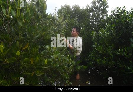 191221 -- HAIKOU, 21. Dezember 2019 -- Feng Erhui, ein Forstingenieur im Dongzhaigang National Nature Reserve, inspiziert Mangroven im Reservat in der südchinesischen Provinz Hainan, 18. Dezember 2019. Hainan, reich an Mangrovenvorkommen, verfügt heute über etwa 5.727 Hektar Mangrovenwälder, von denen die meisten in einer Vielzahl von Schutzgebieten - Naturschutzgebieten und Feuchtgebieten - verteilt sind. Chen Zhengping, Feng Erhui, Luo Lixiang und LYU Shiyang sind Mangroven, die das Personal in verschiedenen Mangrovenreservaten in der Provinz Hainan schützen und managen Stockfoto