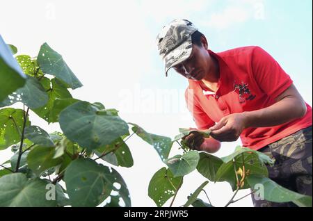 191221 -- HAIKOU, 21. Dezember 2019 -- LYU Shiyang, ein Waldräuber im Qinglangang Provincial Nature Reserve, inspiziert Mangroven im Reservat in der südchinesischen Provinz Hainan, 17. Dezember 2019. Hainan, reich an Mangrovenvorkommen, verfügt heute über etwa 5.727 Hektar Mangrovenwälder, von denen die meisten in einer Vielzahl von Schutzgebieten - Naturschutzgebieten und Feuchtgebieten - verteilt sind. Chen Zhengping, Feng Erhui, Luo Lixiang und LYU Shiyang sind Mangroven, die das Personal in verschiedenen Mangrovenreservaten in der Provinz Hainan schützen und managen Stockfoto