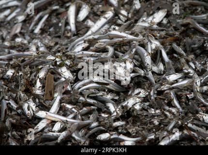 191227 -- WHITE ROCK CANADA, 27. Dezember 2019 Xinhua -- unzählige tote Fische werden am Ufer am White Rock Beach in White Rock, südlich von Vancouver, Kanada, am 27. Dezember 2019 gesehen. Hunderttausende winziger Fische, die vor kurzem am White Rock Beach an die Küste gespült wurden, zogen Menschenmassen von Vögeln, Seelöwen und Seehunden an, um zu essen, und verursachten auch einen Touristenzustrom. Foto von Liang Sen/Xinhua CANADA-WHITE ROCK-SHORE-FISH PUBLICATIONxNOTxINxCHN Stockfoto