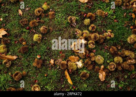 Kastanien im Herbstblick von oben, Herbstlaub und Kastanienhintergrund. Stockfoto
