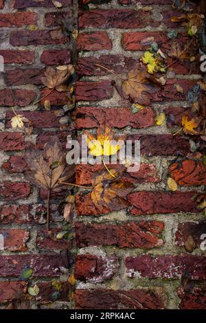 Herbstliche gelbe Blätter auf roten Steinpflastersteinen. Herbsthintergrund. Stockfoto