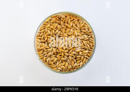 Getrocknete Samen in Platte auf weißem Hintergrund von oben. Getreideernte. Malzgerste Stockfoto