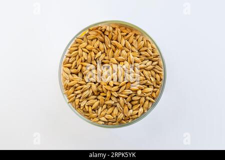 Getrocknete Samen in Platte auf weißem Hintergrund von oben. Getreideernte. Malzgerste Stockfoto