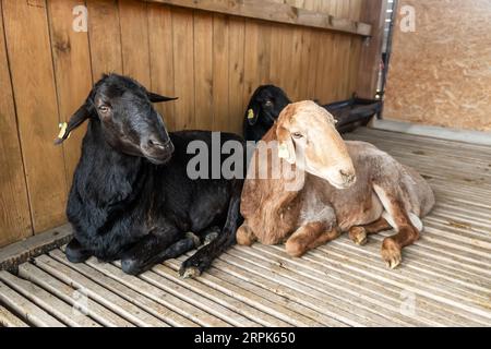 Ziege in der Scheune. Hausziegen auf dem Bauernhof. Niedlich ein Angora-Wollmantel. Eine Ziege in einer Scheune auf einem Öko-Bauernhof auf dem Land. Eine junge Ziege auf einem Stockfoto