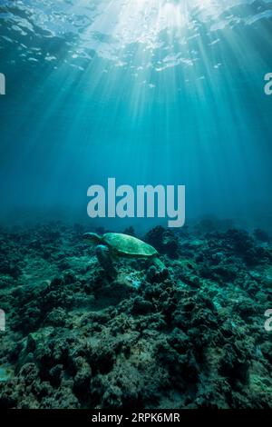 Eine grüne Meeresschildkröte gleitet über das Riff im klaren Wasser der hawaiianischen Inseln, USA Stockfoto