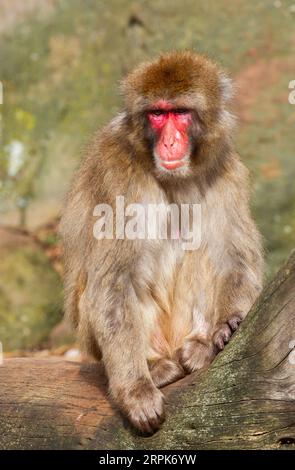 Der Japanische Makaken-Affe (Mucaca Fuscata), auch bekannt als Schneemäffchen oder (auf Japanisch) als Nihonzaru. Stockfoto