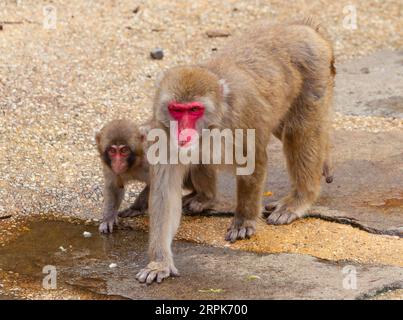 Der Japanische Makaken-Affe (Mucaca Fuscata), auch bekannt als Schneemäffchen oder (auf Japanisch) als Nihonzaru. Stockfoto