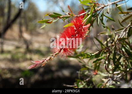 Karmesinrote Bottlebrush-Blüten blühen in freier Wildbahn Stockfoto
