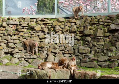 Der Japanische Makaken-Affe (Mucaca Fuscata), auch bekannt als Schneemäffchen oder (auf Japanisch) als Nihonzaru. Stadtpark, Launceston, Tasmanien, Austra Stockfoto